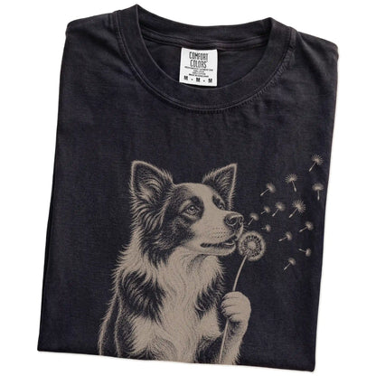 Folded Black Comfort Colors® T-shirt showing Border Collie portrait with drifting dandelion seeds