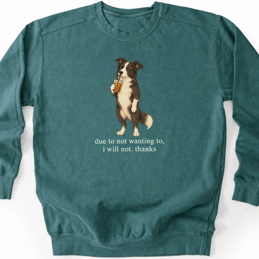 Border Collie I Will Not design with iced coffee on a blue spruce sweatshirt