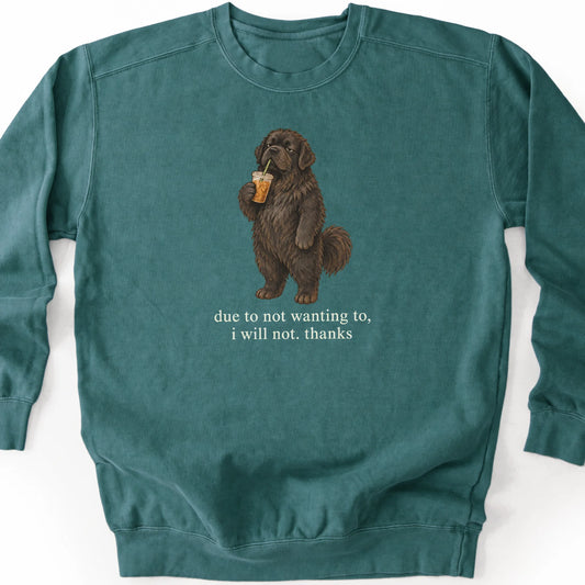 Newfie I Will Not design with iced coffee on a blue spruce sweatshirt