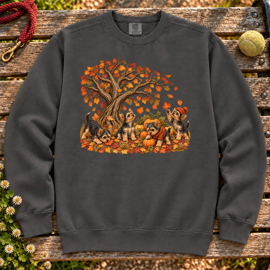 Four Yorkie puppies with pumpkins beneath an autumn tree on a Pepper garment-dyed sweatshirt